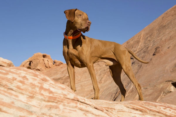 Top 10 fastest running dogs in the world Picture 2