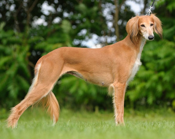 Top 10 fastest running dogs in the world Picture 3