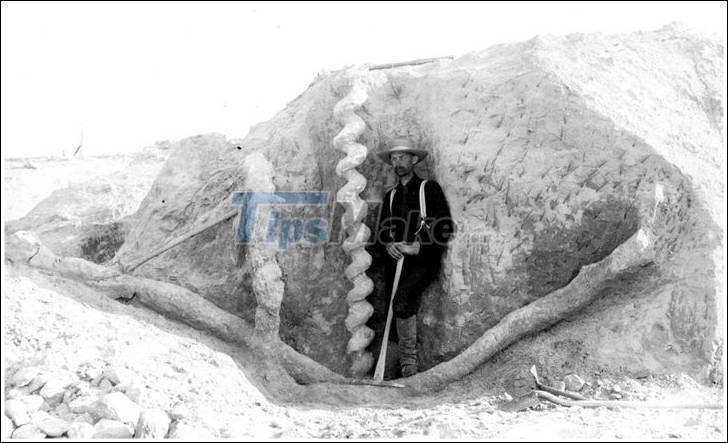 Who made this two meter tall 'devil's corkscrew' millions of years ago? Picture 1