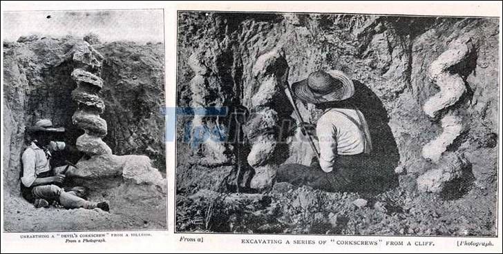 Who made this two meter tall 'devil's corkscrew' millions of years ago? Picture 2