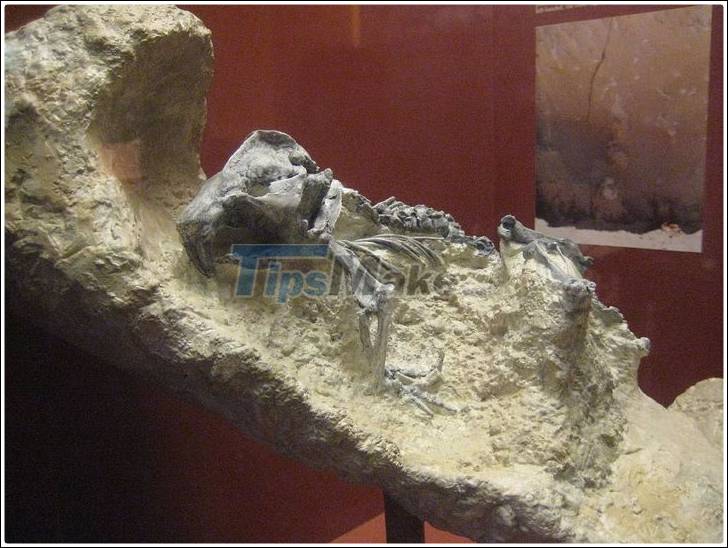 Who made this two meter tall 'devil's corkscrew' millions of years ago? Picture 3