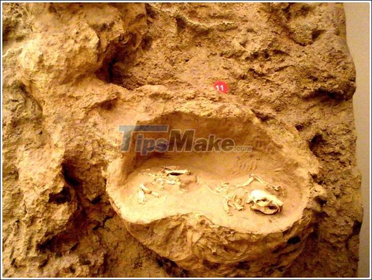 Who made this two meter tall 'devil's corkscrew' millions of years ago? Picture 4