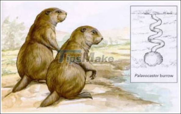 Who made this two meter tall 'devil's corkscrew' millions of years ago? Picture 5