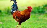 20+ interesting facts about Chicken species you may not know yet