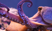 Octopuses are very intelligent, they can become candidates for the position of 'ruling the Earth' when humans are no more.