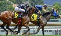 Online Resources All Equestrians Should Know About