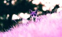 The Purple Fox malware targets vulnerable Windows systems worldwide