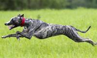 Top 10 fastest running dogs in the world