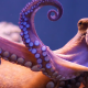 Octopuses are very intelligent, they can become candidates for the position of 'ruling the Earth' when humans are no more.