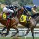 Photo of Online Resources All Equestrians Should Know About