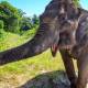 Scientists have discovered a new ability of the elephant trunk