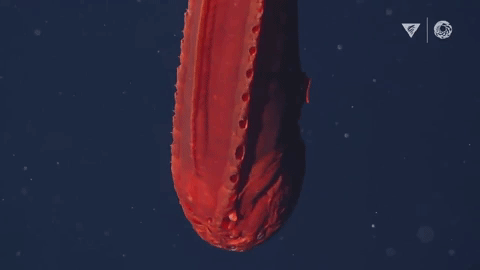 10 strange creatures found in the deep sea in 2021 Picture 3