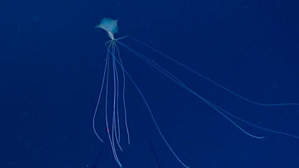 10 strange creatures found in the deep sea in 2021 Picture 7