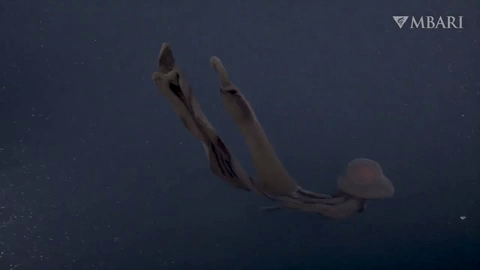 10 strange creatures found in the deep sea in 2021 Picture 8