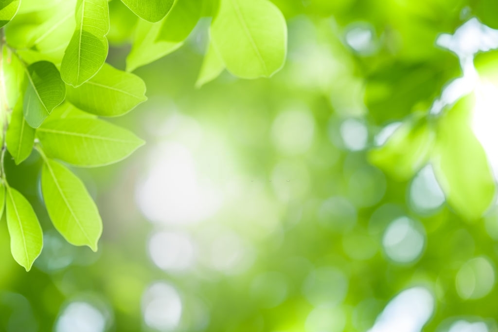 Beautiful Green Tree Background, download Beautiful Green Tree Background here Picture 16