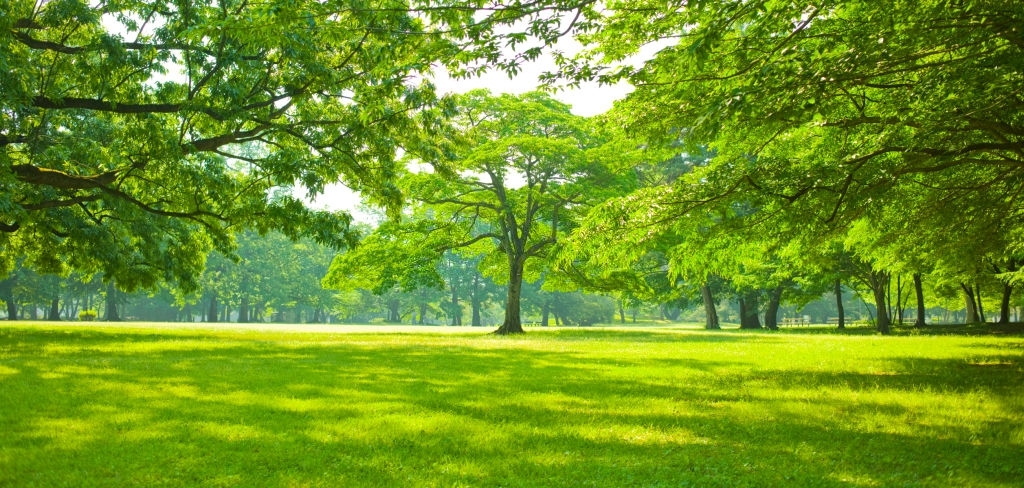 Beautiful Green Tree Background, download Beautiful Green Tree Background here Picture 17