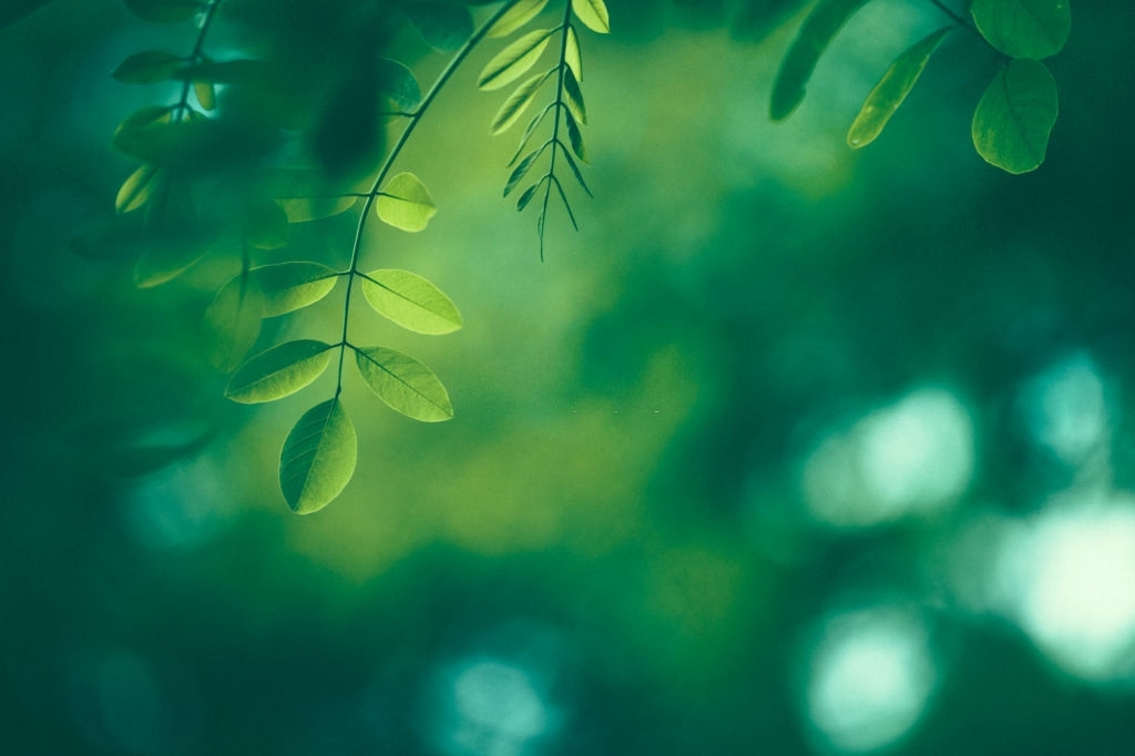 Beautiful Green Tree Background, download Beautiful Green Tree Background here Picture 23