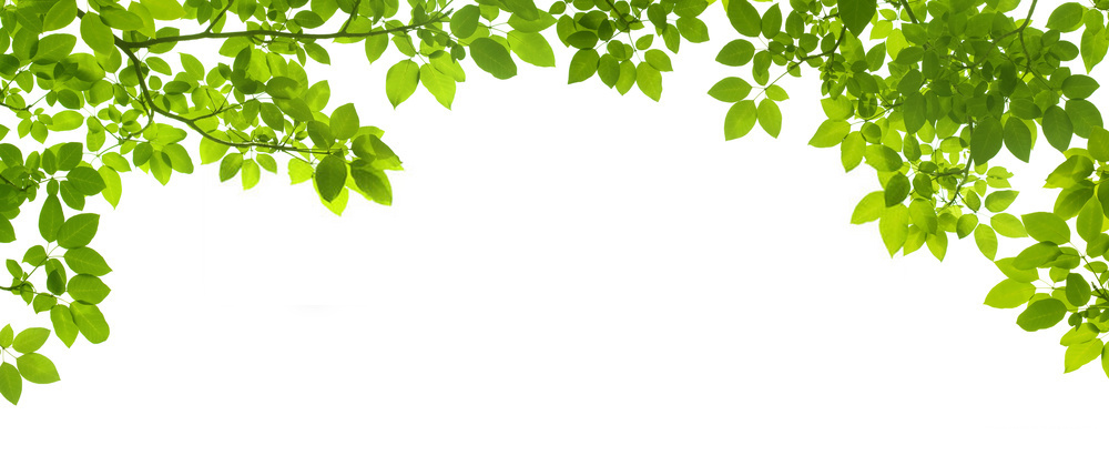 Beautiful Green Tree Background, download Beautiful Green Tree Background here Picture 37