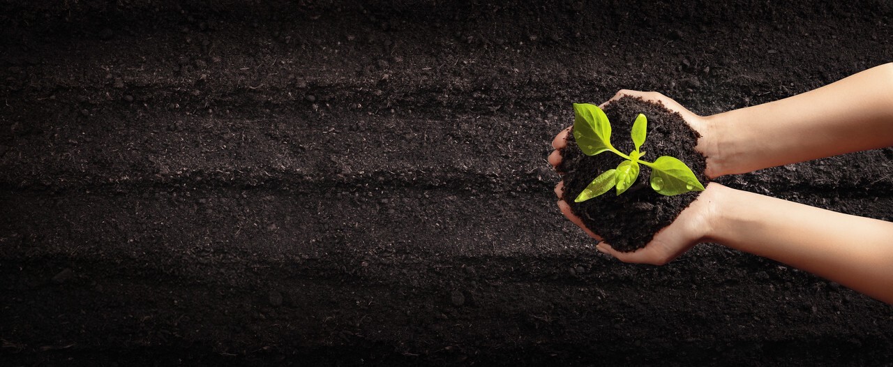 Beautiful Green Tree Background, download Beautiful Green Tree Background here Picture 39