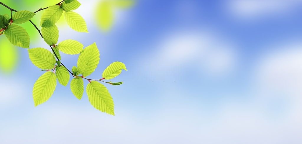 Beautiful Green Tree Background, download Beautiful Green Tree Background here Picture 42