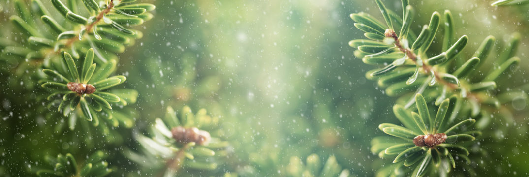 Beautiful Green Tree Background, download Beautiful Green Tree Background here Picture 47