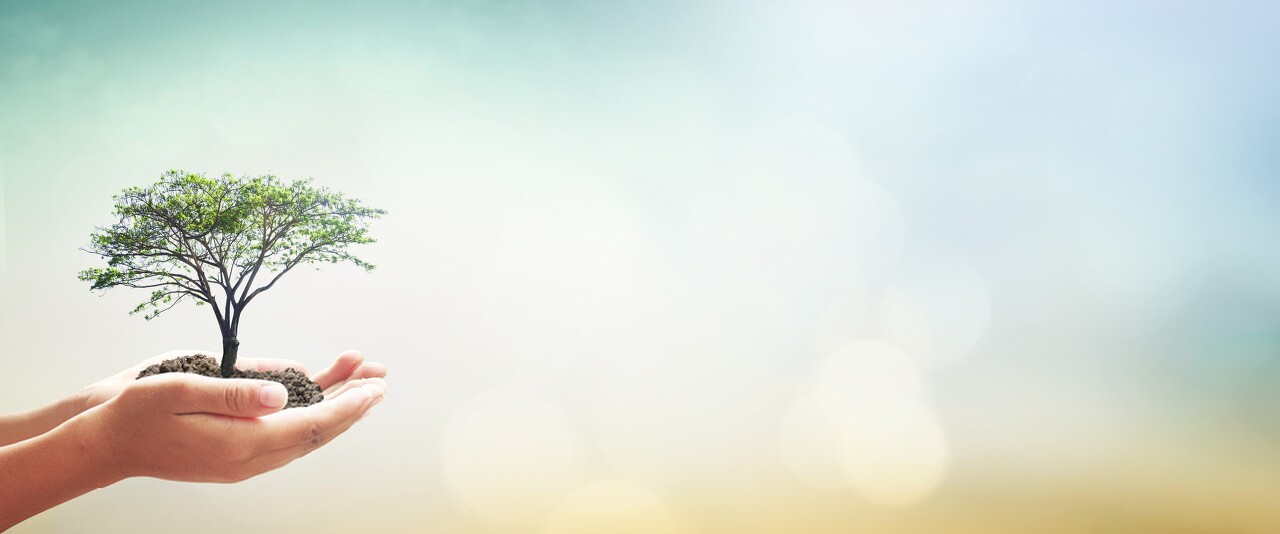 Beautiful Green Tree Background, download Beautiful Green Tree Background here Picture 49