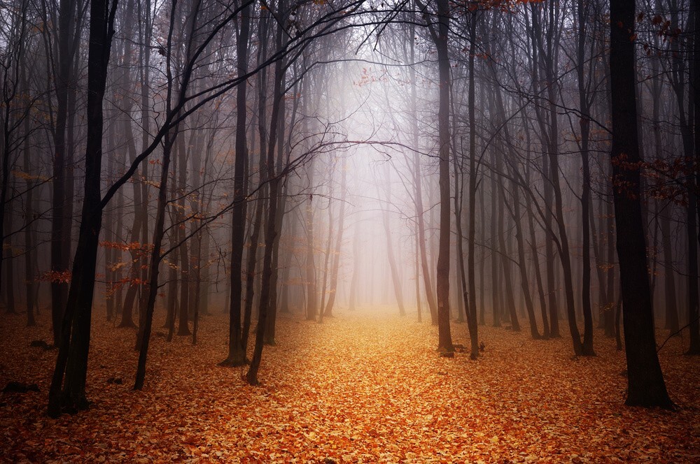 Beautiful Landscape Background, download Beautiful Landscape Background here Picture 34