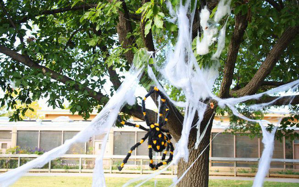 Halloween spider images Picture 39
