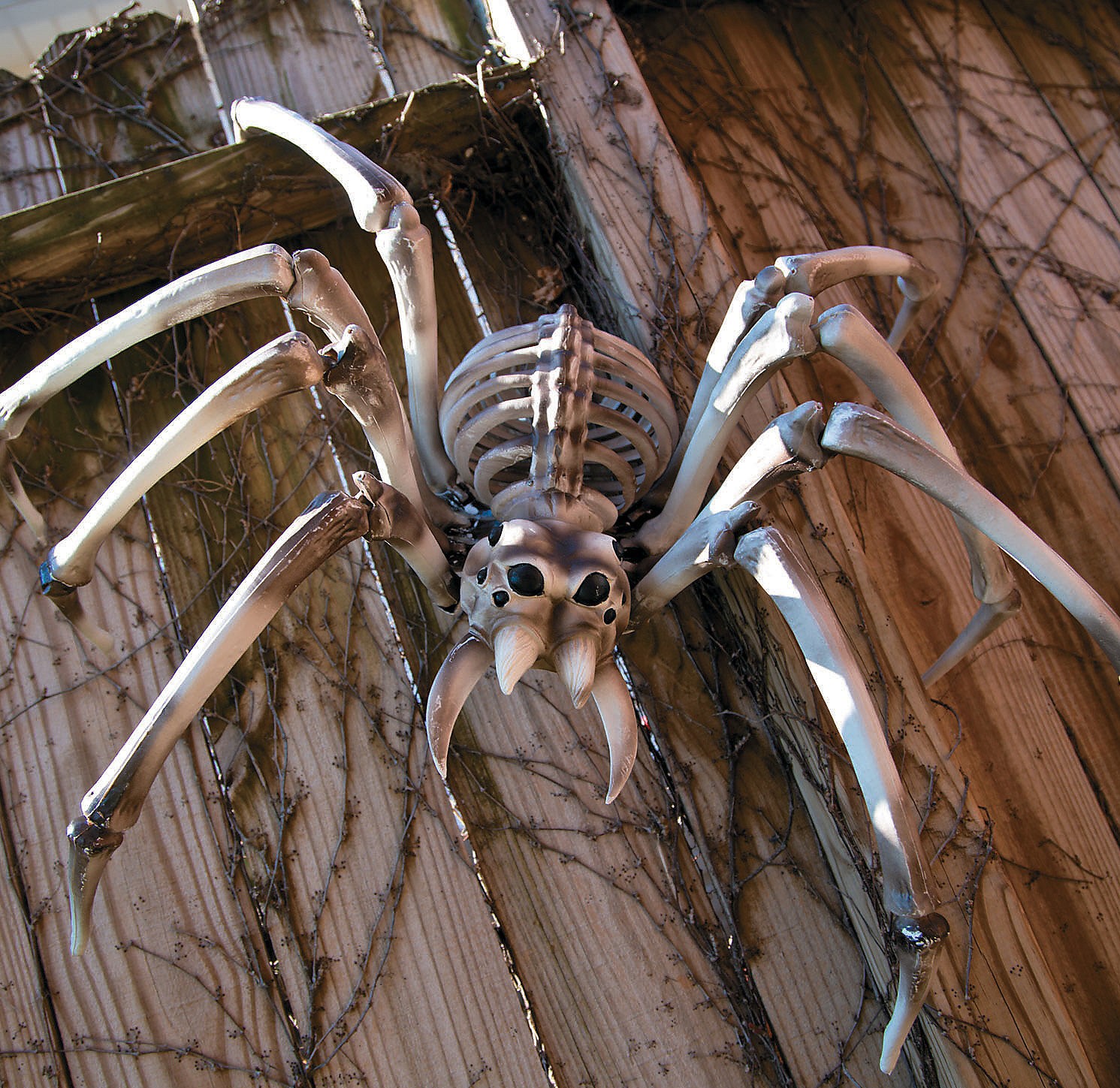 Halloween spider images Picture 48