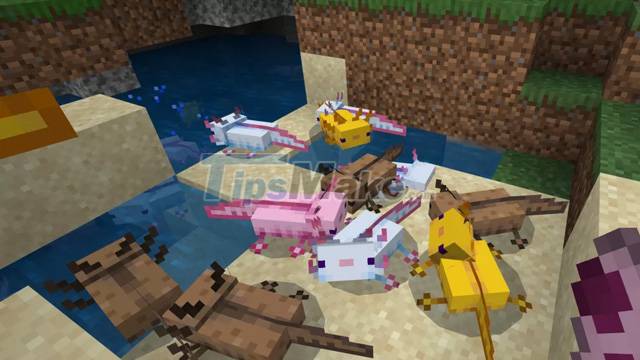 How To Raise Axolotl Minecraft Tame The Minecraft Iguana