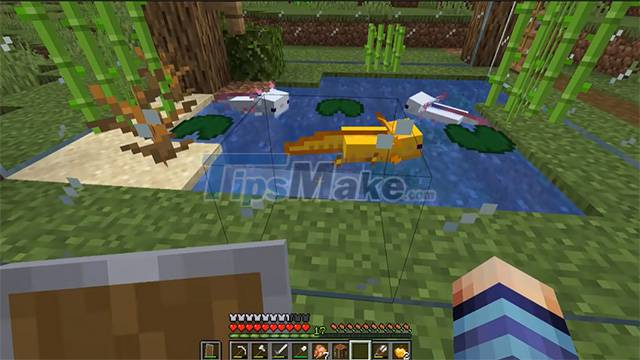 How to raise Axolotl Minecraft, tame the Minecraft Iguana Picture 3