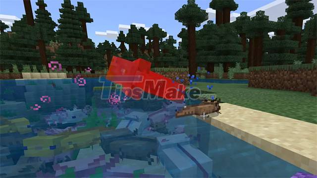 How to raise Axolotl Minecraft, tame the Minecraft Iguana Picture 4