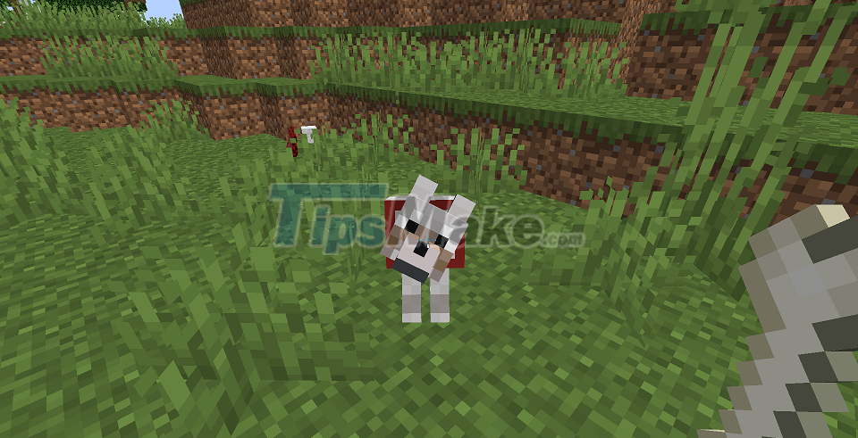 Picture 4 of How to tame animals in Minecraft