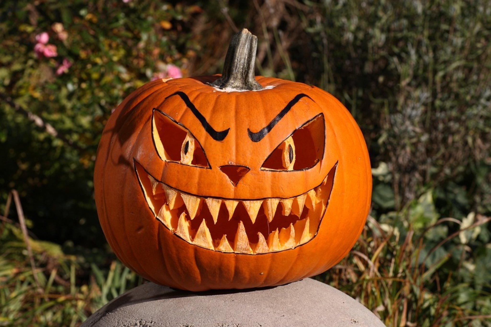 Pictures of beautiful Halloween pumpkins Picture 22
