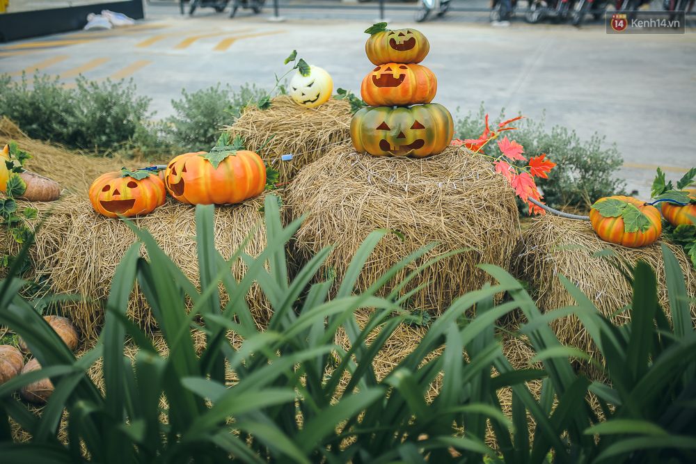 Pictures of beautiful Halloween pumpkins Picture 26