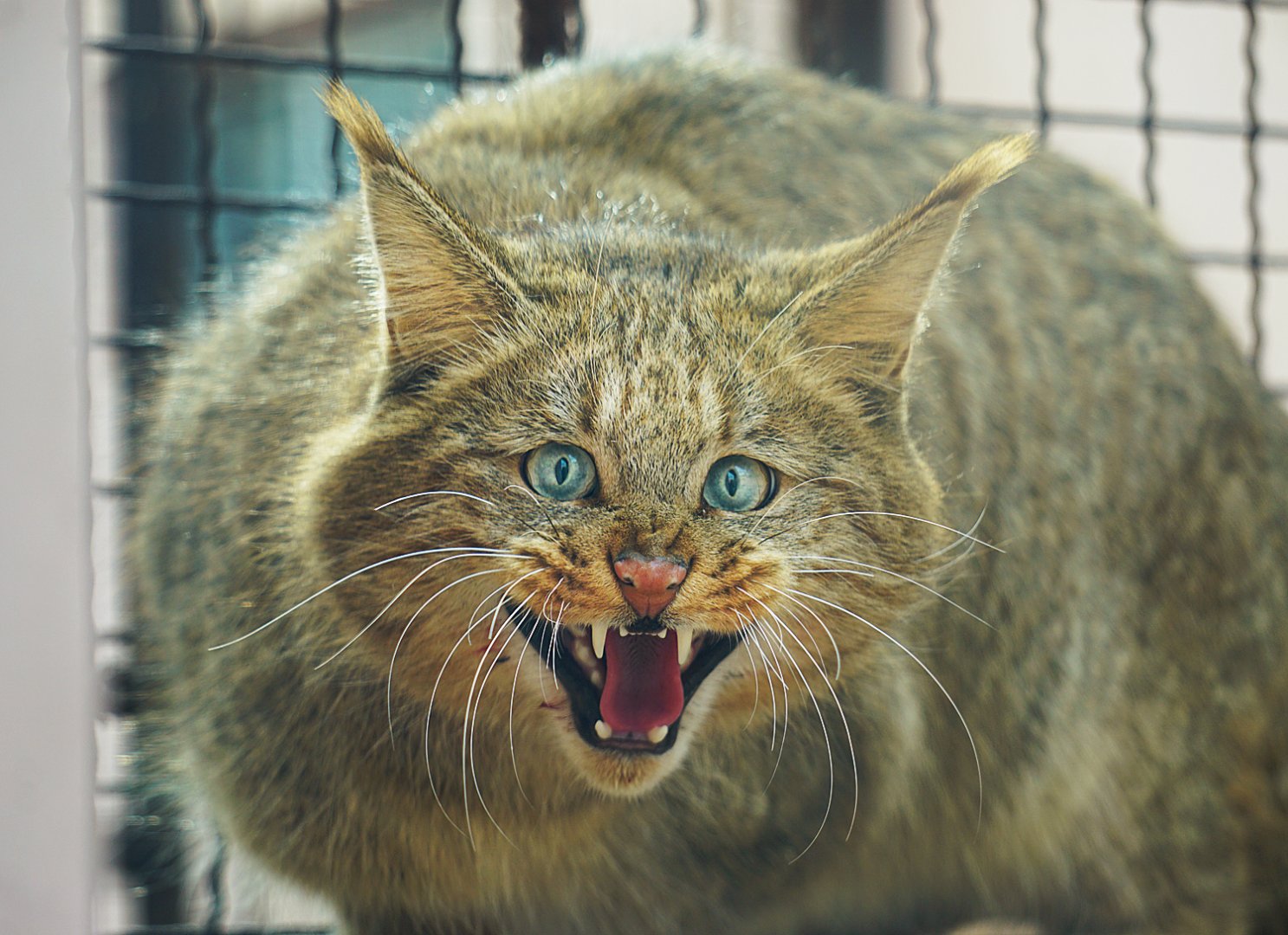 Top 10 rare cat species in the world Picture 4