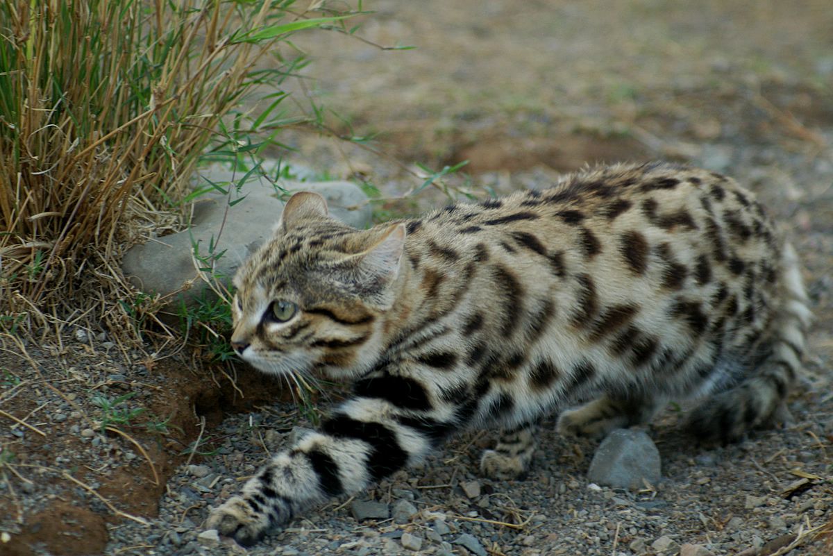 Top 10 rare cat species in the world Picture 5