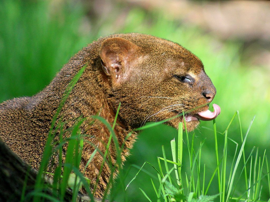 Top 10 rare cat species in the world Picture 6