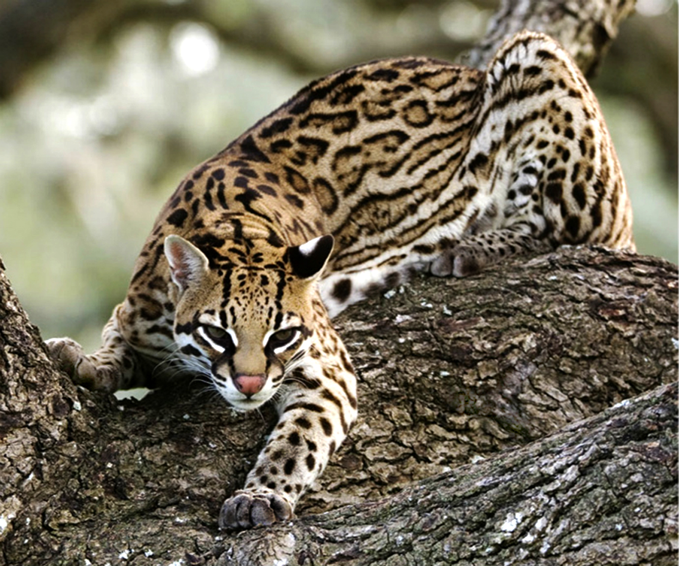 Top 10 rare cat species in the world Picture 8
