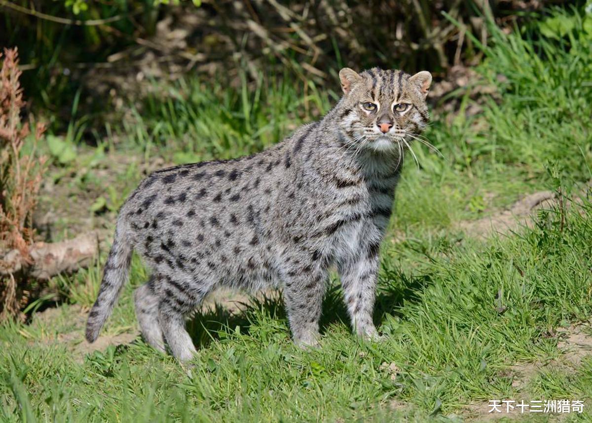 Top 10 rare cat species in the world Picture 9