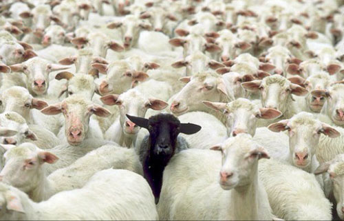 What is Black Sheep? learn about the origin of the word Black Sheep Picture 1