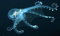 10 strange creatures found in the deep sea in 2021