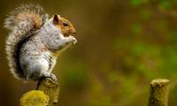 What is SquirrelWaffle malware? How to avoid?