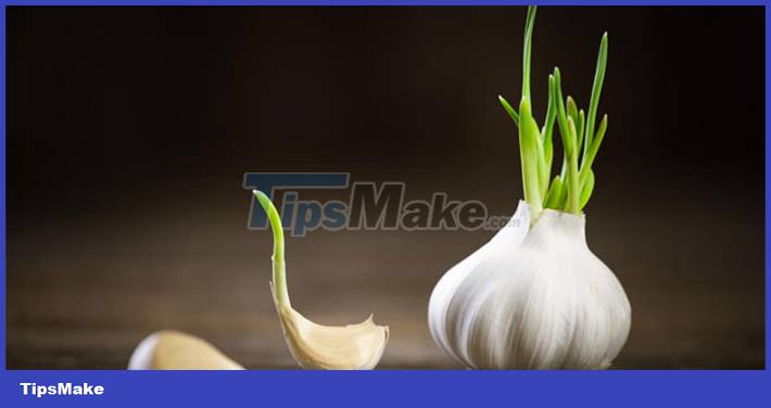 Can sprouted garlic be eaten? Picture 1