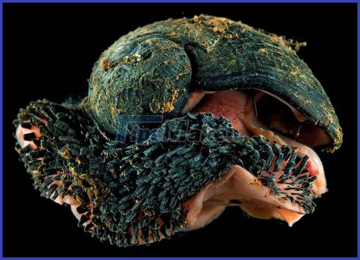 Scalloped Snail: The only animal on earth that is literally 'armored' Picture 3
