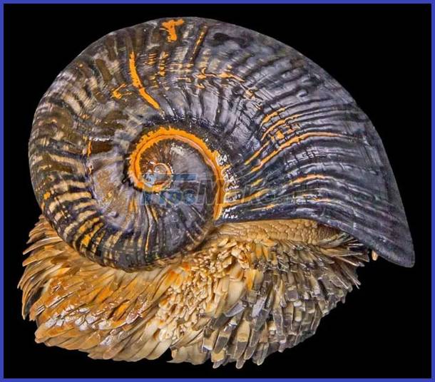 Scalloped Snail: The only animal on earth that is literally 'armored' Picture 4