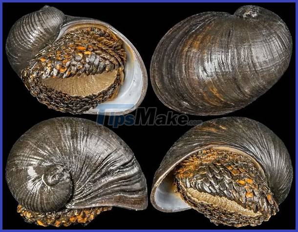 Scalloped Snail: The only animal on earth that is literally 'armored' Picture 5