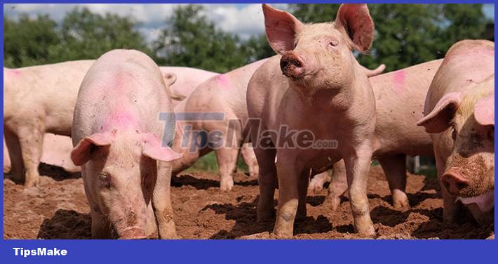 Why are pigs the nemesis of snakes? Picture 1