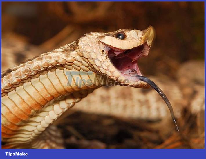 Why are pigs the nemesis of snakes? Picture 2