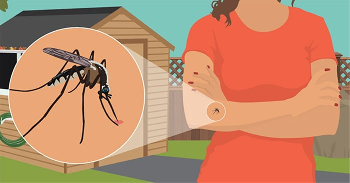 What Color Clothes Are Most Susceptible to Mosquito Bites?